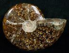 Wide Cleoniceras Ammonite - Madagascar #5242-1